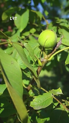 Tautvydas Gurskas apie riešutmedį: kol jaunas, tol genim