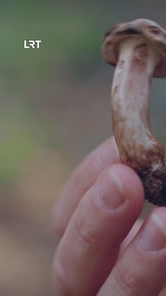 Kokius grybus valgyti, o kurių nepatartina?