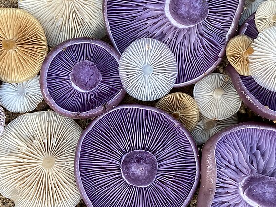 Violetinių stirnabudžių lakšteliai Violetinių stirnabudžių lakšteliai