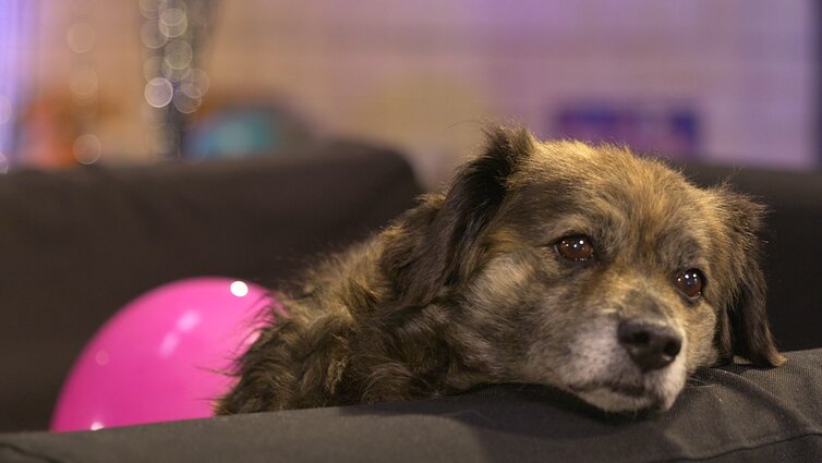 Mažasis brolis. Tikras stebuklas projekte – Šarlotė surado namus: ne bet kur, o Suomijoje