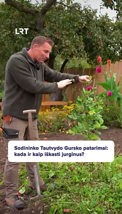 Kada iškasti jurginus ir kaip paruošti ilgam žiemos miegui?