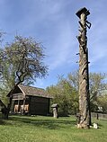 Drevėtoji pušis Dzūkijos nacionalinio parko etnografinės sodybos kieme
