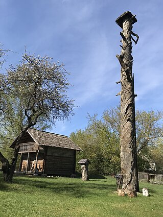 Drevėtoji pušis Dzūkijos nacionalinio parko etnografinės sodybos kieme