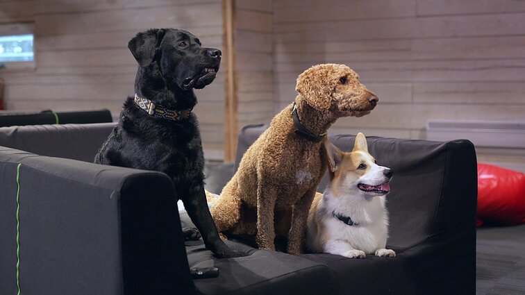 Mažasis brolis. Pliusų ir minusų vakaras