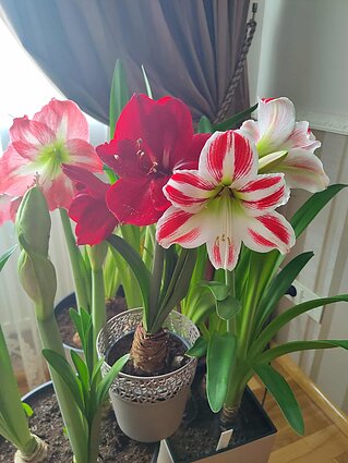 Ritos amariliai