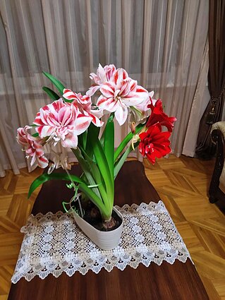 Ritos amariliai