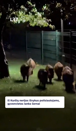 Netikėtumas Neringos vaikų žaidimų aikštelėje – šernai!