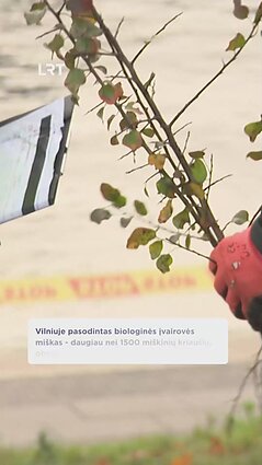 Vilniuje – naujas miškas