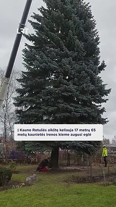 Kaunas įgauna kalėdinį pagreitį – pagrindinė miesto eglė jau pakeliui!