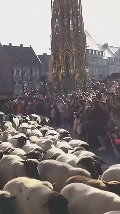 Niurnbergo gatvėse – šimtai avių