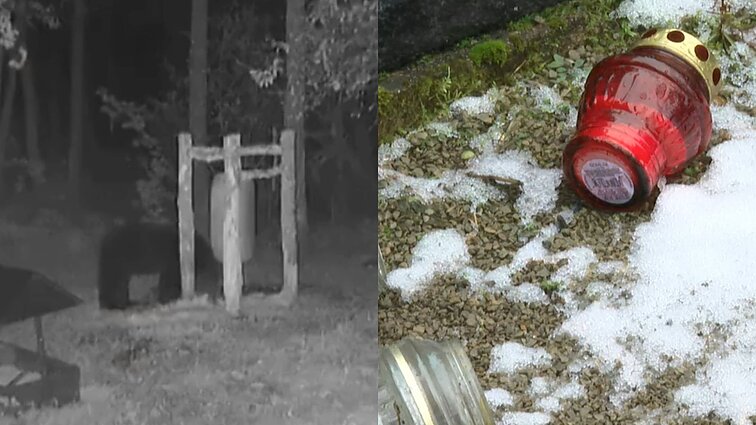 Ignalinos apylinkių gyventojus neramina siautėjanti meška: niokojo ir avilius, ir kapines