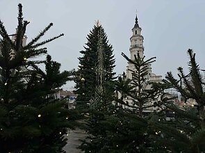 Kauno kalėdinė eglė