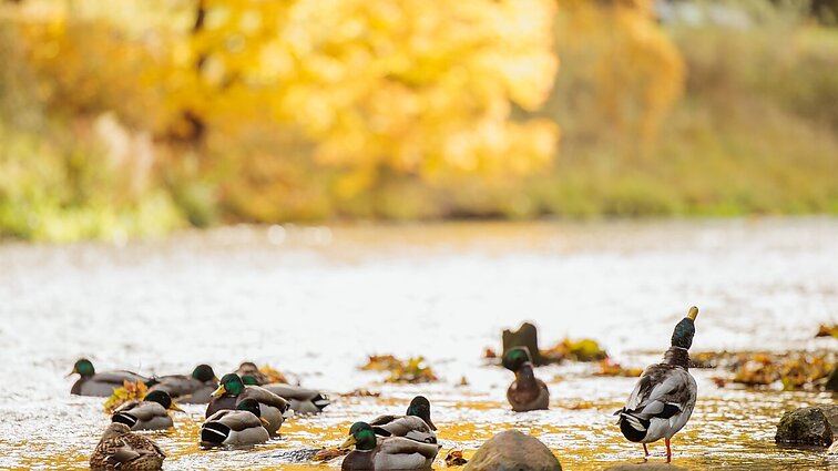 Žada giedrą, sausą šeštadienį, bet sekmadienį vėl grįš niūri pilkuma ir krituliai