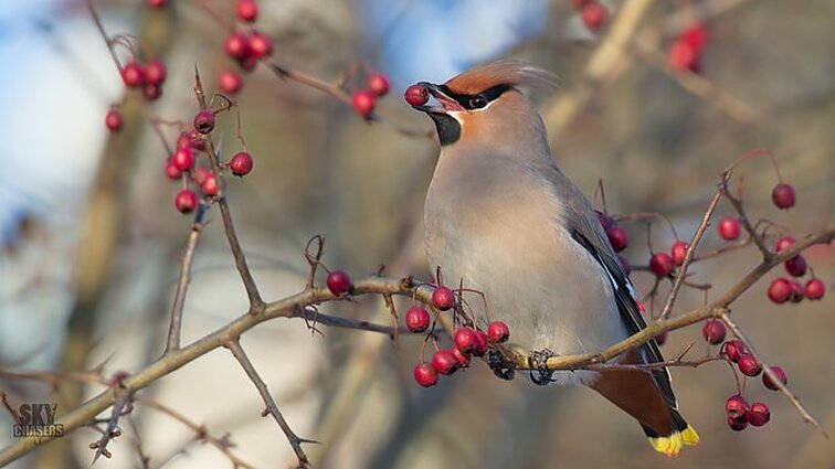 „Čia jiems – tropikai“: Karlonas papasakojo, kokie paukščiai į Lietuvą keliauja žiemoti