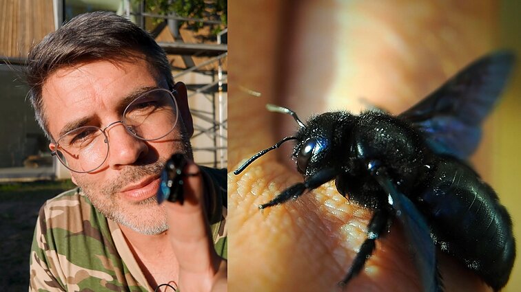 Jau išnykusia laikytą mėlynąją bitę delne laikęs Čepulis: Lietuvoje nematyta nuo 1944-ųjų