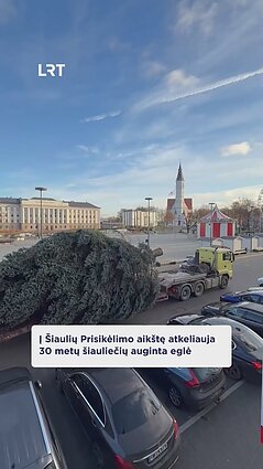 Į Šiaulių Prisikėlimo aikštę atkeliauja 30 metų šiauliečių auginta eglė