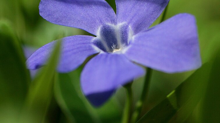 Apie žiemes ir jų kilmę: žmonės jomis džiaugiasi, bet gamtininkai – nelabai