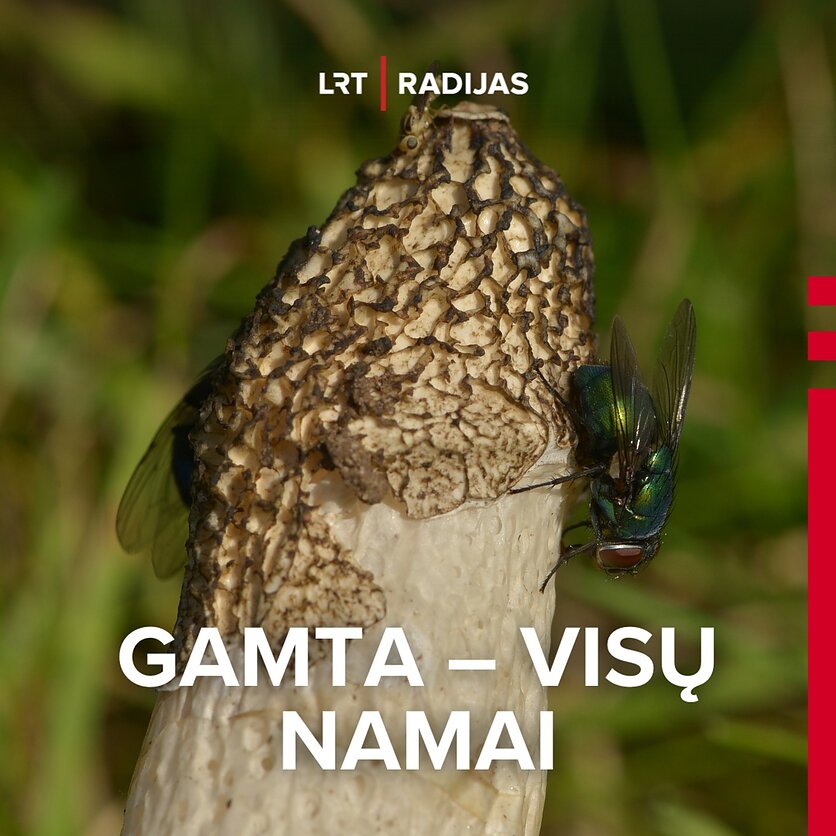 S.Paltanavičius, Musė ant poniabudės