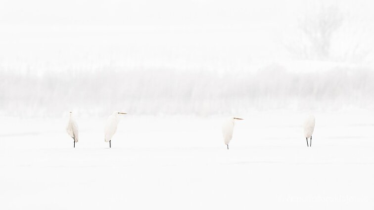 Gamtininkas: vėluojant žiemai baltu kailiu pasipuošiantys gyvūnai nukenčia pirmiausia