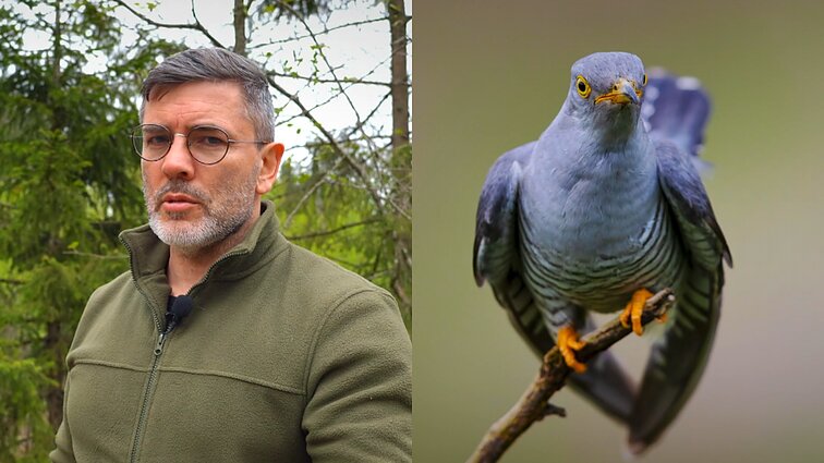 Baisiu gegutės balsą vadinantis Čepulis: įprastai girdime ne ją, o patiną gegutiną