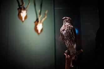 Выставка «Королева, королевство и чувства»