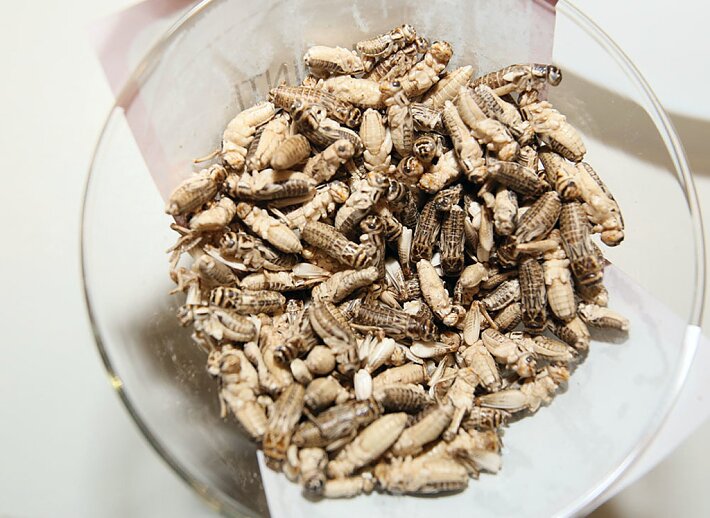 Vabzdžių gamyklą stačiusi „Divaks“ susitraukė iki dviejų darbuotojų