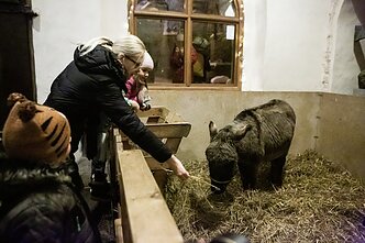 Bene paskutinis asiliuko Valentino apsilankymas Bernardinų bažnyčioje 2018 m. Bene paskutinis asiliuko Valentino apsilankymas Bernardinų bažnyčioje 2018 m.