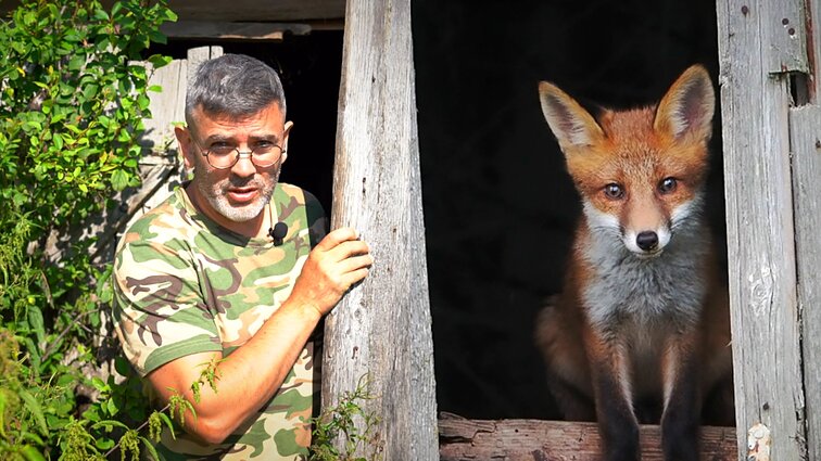 Apleistą pastatą, tapusį lapių namais, suradęs Čepulis: svajonių kadras – įamžintas