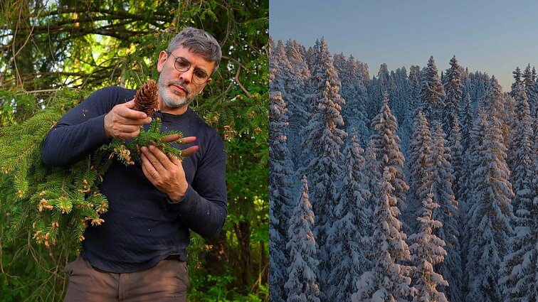 Išskirtines šalies egles apžiūrėjęs Čepulis: žaliaskarės gražiausios tikrai ne per Kalėdas