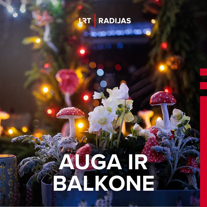 V. Raupelio / LRT nuotr., Šventinis balkonas