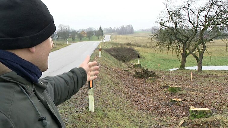 Sodybos šeimininkai patyrė šoką: kelininkai nukirto senus medžius, teisinasi eismo saugumu