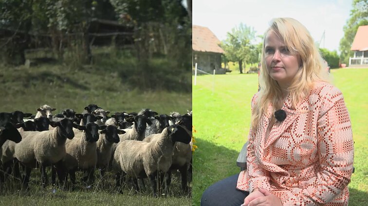 Į Lietuvą sugrįžusi Giedrė užsiima avių auginimu: teko net mokytis veterinarijos pagrindų