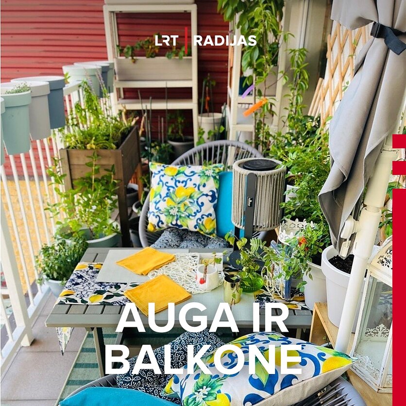 Gabijos Liepos nuotr., Gabijos Liepos balkonas Vilniuje, kuriame šį sezoną augo net 40 skirtingų rūšių augalų.