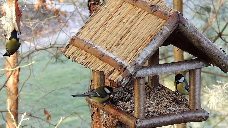 Ornitologas pataria: tinkamiausias metas lesinti paukščius – trumpos dienos ir šaltukas