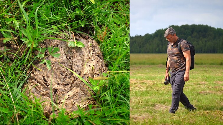 Ganyklų laukuose papūstžandžio mėšliaus ieškojęs Čepulis: karvės blynus išmokau mintinai