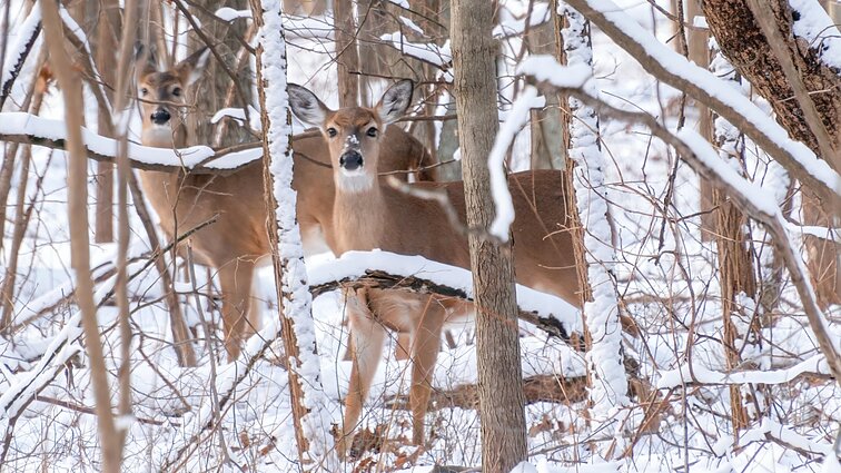 Ragina nesirūpinti laukiniais gyvūnais atšalus: kopūstus kiškiai graužia tik pasakose