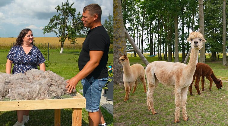 Alpakų ūkį šimtametėje sodyboje kuriantys Ieva ir Aidas: kartais net pritrūksta žolės