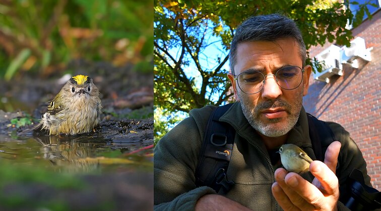 Mažiausių paukščių paieška Čepuliui virto nuotykiu: „Gal nepamatysi, bet tikrai išgirsi“