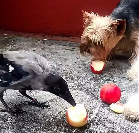 Agnė Ščiučkienė ir jos varnos Agnė Ščiučkienė ir jos varnos