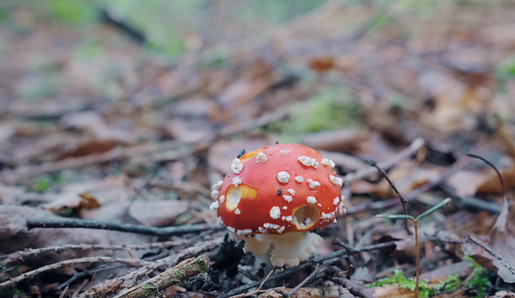 Fly agarics (Musmirė, in Lithuanian).