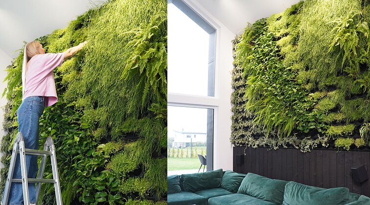 Kai namai sužaliavo: vilniečių pora sukūrė įspūdingą augalų sieną