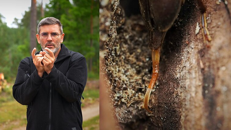 Vabalo ūsuočio kiaušinių dėjimo procesas Čepulį nustebino: dar tokių dalykų nesu matęs