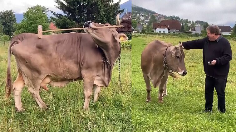 Austrijoj auginamai karvei – mokslininkų dėmesys: vaizdo įrašas atskleidė neįprastą elgesį