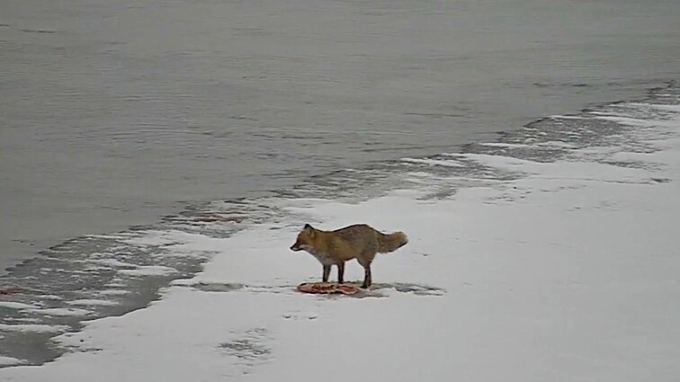 Į pasieniečių akiratį Kapčiamiestyje pateko lapės