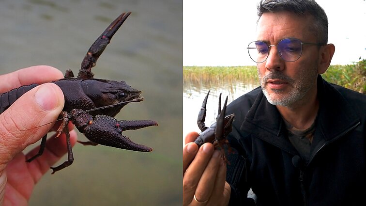 Vėžius ir su žuvimi, ir su grėbliu gaudęs Čepulis: pamatyti vietinį buvau praradęs viltį