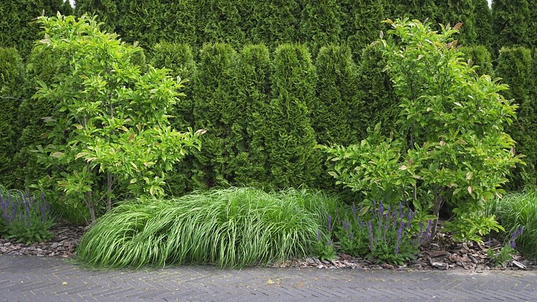 Pataria, kaip sušvelninti problemines sklypo vietas: papildomos priežiūros neprireiks