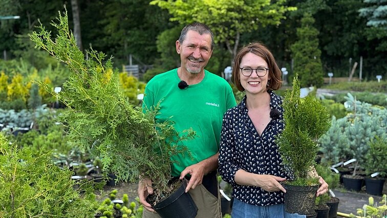 Aptarė vienos iš populiaresnių tujų rūšių privalumus: užtenka tik palyginti viršūnėles