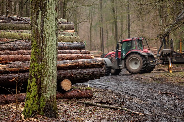 Kritikuoja Miškų įstatymo pataisas: „Pasiūlymai neambicingi, apsauga neužtikrinta“