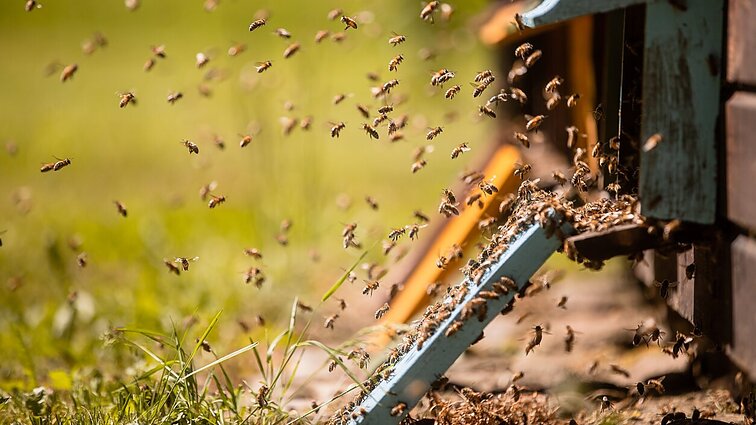 Bitininkai galės teikti paraiškas finansinei paramai gauti: „Tai tapo brangiu hobiu“