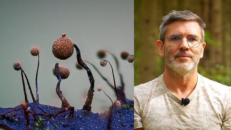 Gražuolius gleivūnus ekspedicijoje tyrinėjęs Čepulis: atrodo kaip ateivių namai